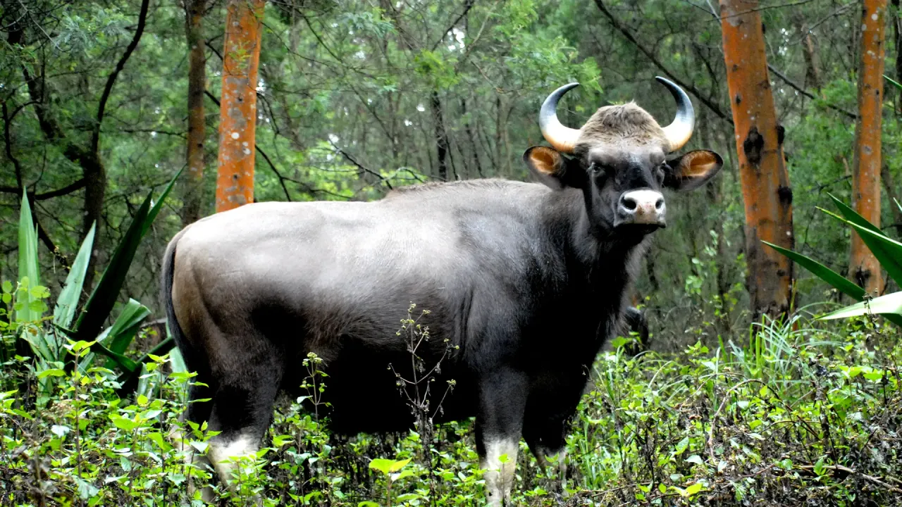 Kodaikanal Wildlife Sanctuary | Tamil Nadu