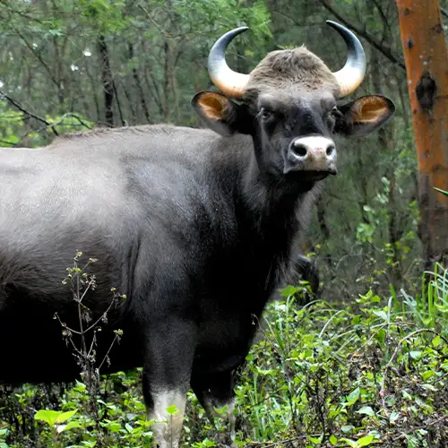 கொடைக்கானல் வனவிலங்கு சரணாலயம்