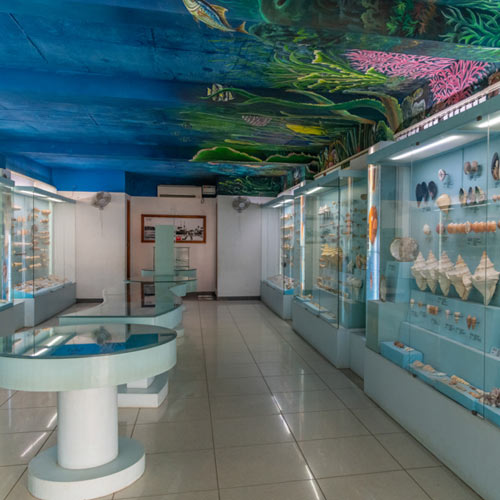 Mamallapuram Seashell Museum